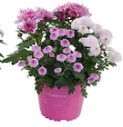 Aktuelles Chrysanthemen-Trio Angebot bei Penny in Duisburg ab 2,29 €
