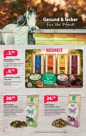 Tierfutter im Kiebitzmarkt Prospekt in Borken Aktueller Kiebitzmarkt Prospekt mit Tierfutter, "WELTTIERTAG", Seite 4