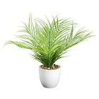 Deko-Pflanze im Angebot bei POCO in Kamen Deko-Pflanze Angebote bei POCO Kamen für 12,99 €