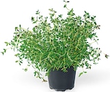 Aktuelles Kräuter stets erntefrisch Angebot bei REWE in Bielefeld ab 1,89 €