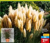 Aktuelle Pflanzen Angebote bei Netto Marken-Discount in Krefeld Aktuelles Gräser Mix Angebot bei Netto Marken-Discount in Krefeld ab 7,99 €