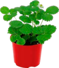 Fruchtminze von Gardenline im aktuellen ALDI SÜD Prospekt für 1,59 €