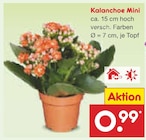 Kalanchoe Mini Angebote bei Netto Marken-Discount Ansbach für 0,99 €