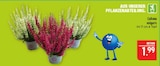 Aktuelles Calluna vulgaris Angebot bei Marktkauf in Nürnberg ab 1,99 €