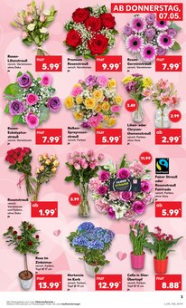 Chrysantheme im Kaufland Prospekt "KNÜLLER" mit 63 Seiten (Dortmund)