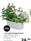 Pflanzarrangement bei Dehner Garten-Center im Prospekt "" für 24,99 €