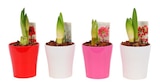 Amaryllis dans le catalogue Carrefour