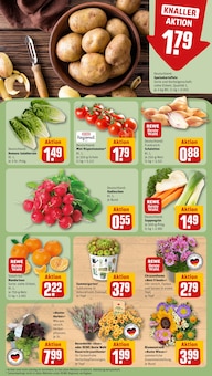 Chrysantheme Angebot im REWE Prospekt, gültig von 07.09.2026 bis 12.09.2026 Chrysantheme Angebot im aktuellen REWE Prospekt auf Seite 7