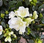 Japanische Azalee Angebote bei Pflanzen Kölle Hamburg für 17,99 €