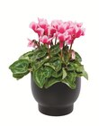 Truffaut Saint-Fargeau-Ponthierry - Promo CYCLAMEN Promo CYCLAMEN à 2,99 € dans le catalogue Truffaut à Saint-Fargeau-Ponthierry