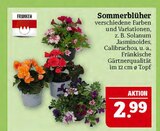 Aktuelles Sommerblüher Angebot bei Marktkauf in Leipzig ab 2,99 €
