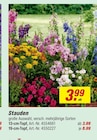 Aktuelles Stauden Angebot bei toom Baumarkt in Recklinghausen ab 3,99 €
