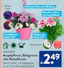 Ampelpflanze von Gardenline im aktuellen ALDI SÜD Prospekt für 2,49 €