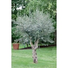 Olivier dans le catalogue Carrefour