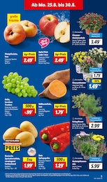 Lidl Grünpflanzen im Prospekt 