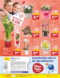 Orchidee Angebot & Preis im aktuellen Netto Marken-Discount Prospekt Orchidee Angebot im aktuellen Netto Marken-Discount Prospekt auf Seite 14