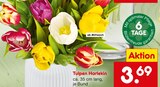 Tulpen Harlekin im Angebot bei Netto Marken-Discount in Altenburg Tulpen Harlekin Angebote bei Netto Marken-Discount Altenburg für 3,69 €