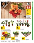 Plantes Plantes