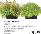 FETTHENNE Sedum im Angebot bei Dehner Garten-Center in Kaufbeuren FETTHENNE Sedum Angebote bei Dehner Garten-Center Kaufbeuren für 3,49 €
