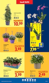 Orchidée Angebote im Prospekt "De bons produits pour Pâques, ça vaut le coup." von Lidl Orchidée Angebote im Prospekt "De bons produits pour Pâques, ça vaut le coup." von Lidl auf Seite 27