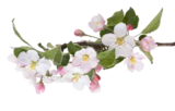 EDEKA Frischemarkt Ellerdorf - Rosen oder Edelnelken Angebot im Prospekt Rosen oder Edelnelken bei EDEKA Frischemarkt im Ellerdorf Prospekt für 4,99 €