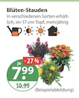 Blüten-Stauden Angebote bei V-Markt Augsburg für 7,99 €