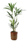 Jardinerie Poullain Osny - Promo Kentia Promo Kentia à 24,99 € dans le catalogue Jardinerie Poullain à Osny