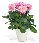 Dahlie im aktuellen Hellweg Prospekt