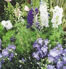 Promo Plante vivace à 8,99 € dans le catalogue Intermarché à Sainte-Maure-de-Touraine