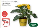 Sonnenblumen verzweigt im Angebot bei GLOBUS in Jena Sonnenblumen verzweigt Angebote bei GLOBUS Jena für 7,99 €