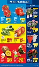 Aktueller Lidl Prospekt mit Tomaten, "LIDL LOHNT SICH", Seite 11