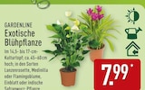 Exotische Blühpflanze von Gardenline für 7,99 € bei ALDI Nord im Angebot Exotische Blühpflanze von Gardenline im aktuellen ALDI Nord Prospekt