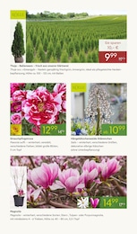 Pflanzen Kölle Pfingstrose im Prospekt Pflanzen Kölle Pfingstrose im Prospekt