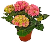 Hortensie im Angebot bei REWE in Königswinter Hortensie Angebote von REWE Beste Wahl bei REWE Königswinter für 3,99 €