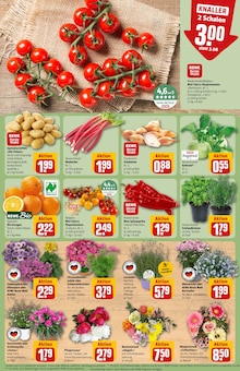 Tomaten im REWE Prospekt "Dein Markt" mit 30 Seiten (Heidelberg)