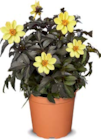 Aktuelles Dahlien Angebot bei Netto Marken-Discount in Bremerhaven ab 5,99 €