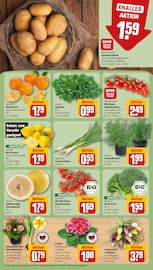 Pflanzen im REWE Prospekt in Dresden Aktueller REWE Prospekt mit Pflanzen, "Dein Markt", Seite 9