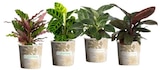 Carrefour Cusset - Promo Calathea ou philodendron Promo Calathea ou philodendron à 5,99 € dans le catalogue Carrefour à Cusset