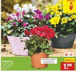 Aktuelle Zimmerpflanzen Angebote bei Netto Marken-Discount in Essen Aktuelles Beetpflanzen Angebot bei Netto Marken-Discount in Essen ab 1,99 €