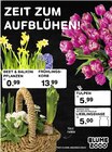 Beet & Balkon Pflanzen oder Frühlingskorb oder Tulpen oder Lieblingsvase Angebote bei E center Baden-Baden für 0,99 €