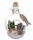 Succulentes en bouteille - Lidl à Saintes Succulentes en bouteille en promo chez Lidl Saintes à 8,99 €