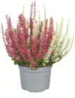 toom Baumarkt Unna - Knospenheide Angebot im Prospekt Knospenheide bei toom Baumarkt im Unna Prospekt für 1,99 €