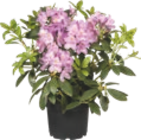 Rhododendron - GARDENLINE dans le catalogue Aldi