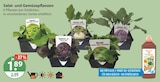Salat- und Gemüsepflanzen von  im aktuellen V-Markt Prospekt für 1,89 €