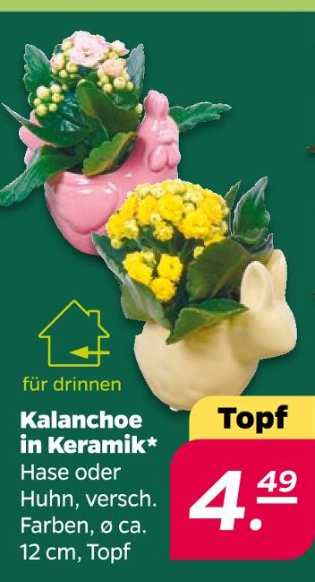 Kalanchoe in Keramik