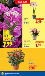 Prix et réduction Plante D'intérieur dans le prospectus Lidl en cours Offre Plante D'intérieur dans le catalogue Lidl du moment à la page 35
