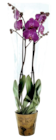 Orchidée 2 tiges avec cache pot dans le catalogue Lidl