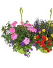 OBI Oelde - Blumenampel Angebot im Prospekt Blumenampel bei OBI im Oelde Prospekt für 11,99 €