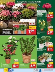Blumen im aktuellen Netto Marken-Discount Prospekt (Hamburg) Blumen im Netto Marken-Discount Prospekt "Aktuelle Angebote" mit 72 Seiten (Hamburg)