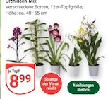 Orchideen-Mix im Angebot bei GLOBUS in Herne Orchideen-Mix Angebote bei GLOBUS Herne für 8,99 €